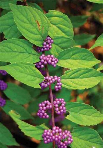 Natural Insect Repellent: Beautyberry Banishes Bad Biting Bugs